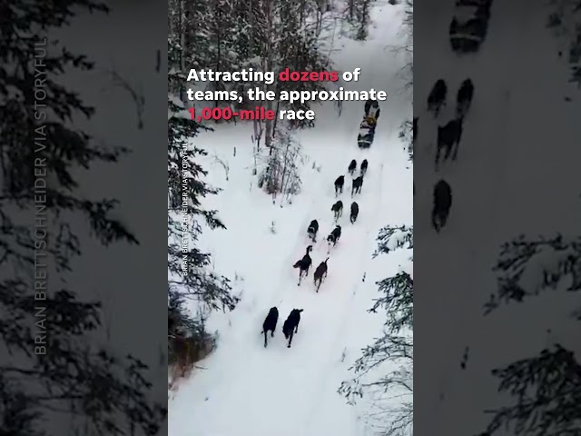 Ride along on the Iditarod, Alaska's epic, 1,000-mile dog sled race #Shorts