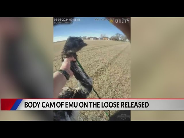 Watch: Deputy captures escaped emu