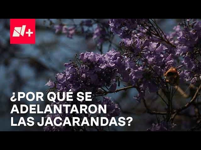 Calor en CDMX afecta floración de las jacarandas - Despierta