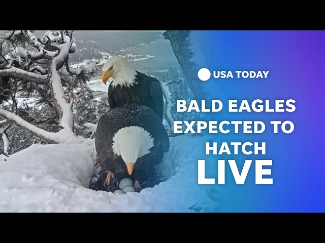 Watch live: Bald eagles expected to hatch in Big Bear Valley, California