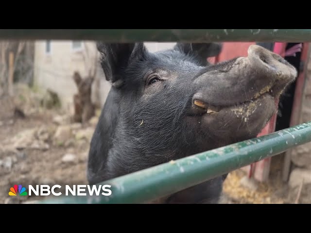 Wisconsin family helps lost pig 'Kevin Bacon' find his way home