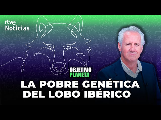 LOBO IBÉRICO: OBJETIVO PLANETA aborda su SITUACIÓN y homenajea al HOMBRE Y LA TIERRA  | RTVE