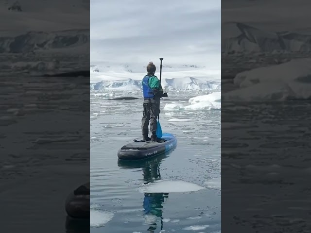 Watch: Whales join family paddle-boarding in the Antarctic #Shorts