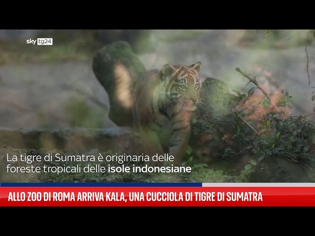 ⁣Allo zoo di Roma arriva Kala, una cucciola di tigre di Sumatra