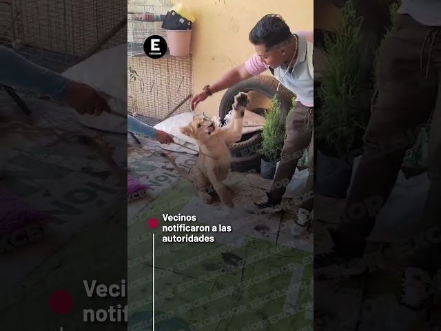 Hallan cachorra de león en Ixtapaluca #shorts