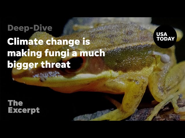 Climate change is making fungi a much bigger threat | The Excerpt