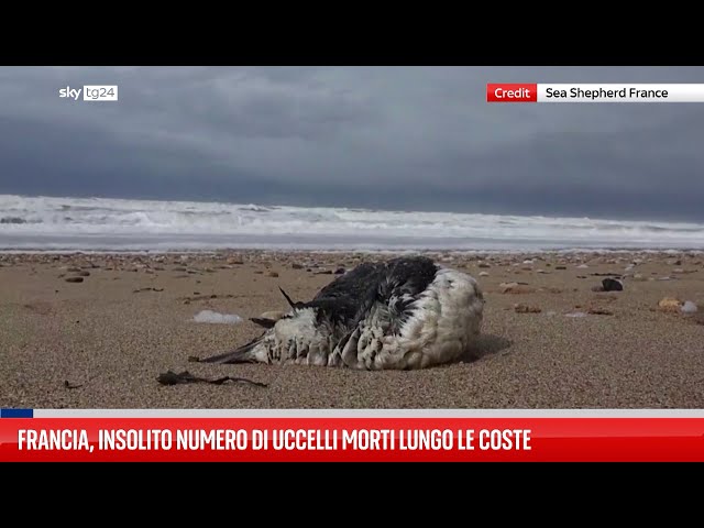 ⁣Francia, insolito numero di uccelli morti lungo le coste