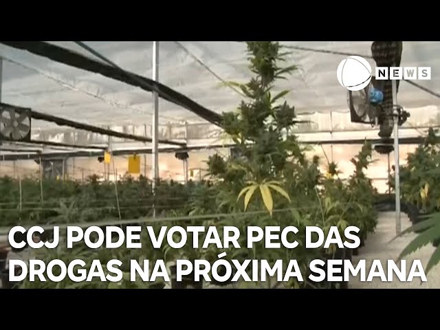 CCJ pode votar PEC das drogas na próxima quarta-feira