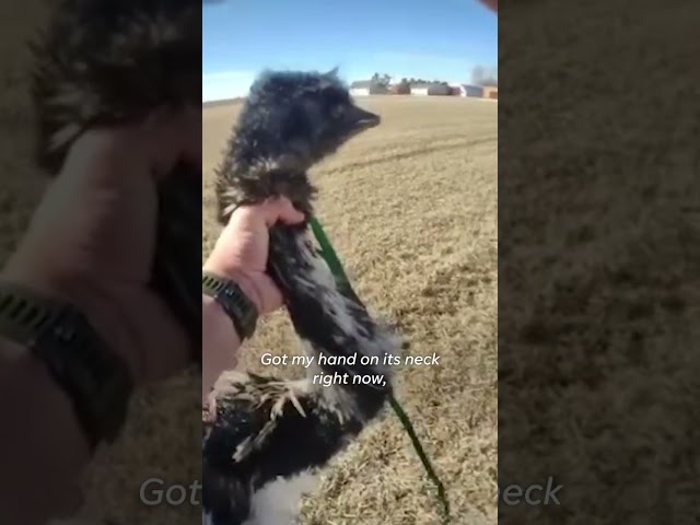 Runaway emu captured by Colorado deputy #Shorts