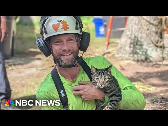 New Jersey tree trimmer helps rescue over 100 cats in trees