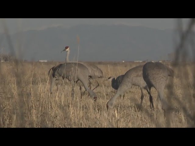 Sandhill cranes are migrating through Colorado