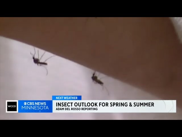 How the warm winter will impact mosquitoes, bees, and butterflies this summer