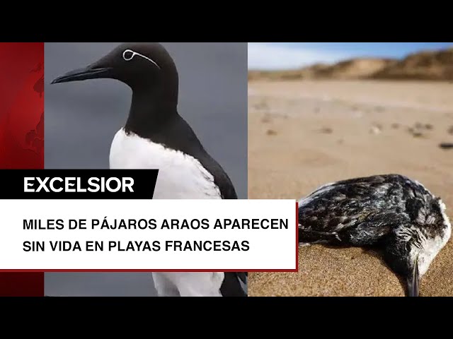 Aparecen cientos de pájaros araos muertos en playas francesas