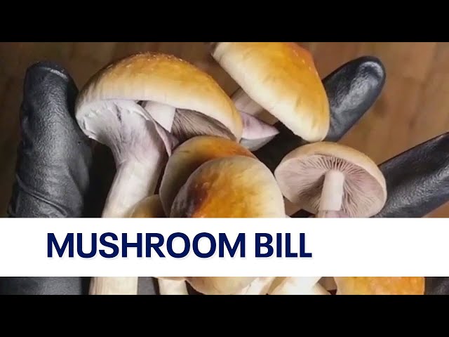 Illinois senator proposes bill that would legalize psilocybin mushrooms