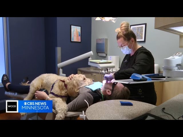 Ollie the dental dog on cuddle duty in Minneapolis