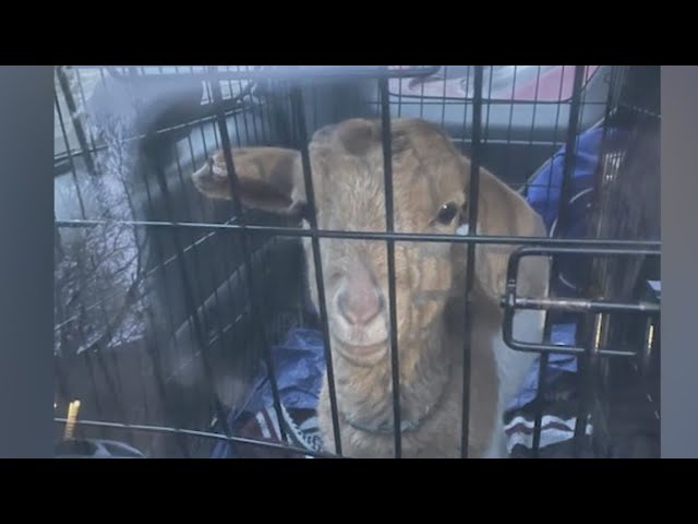 Nibbles the goat rescued by Arapahoe County deputies