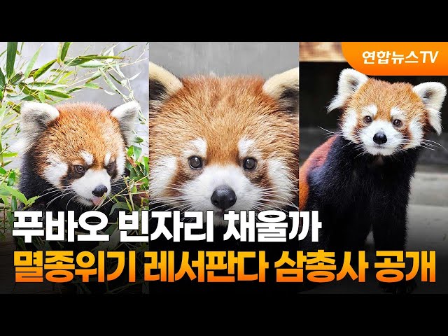 푸바오 빈자리 채울까…멸종위기 레서판다 삼총사 공개 / 연합뉴스TV (YonhapnewsTV)