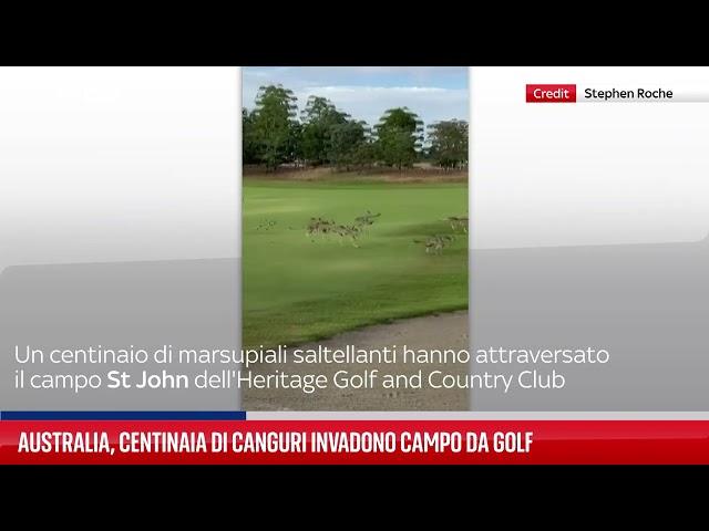 ⁣Centinaia di canguri invadono i campi da golf australiani