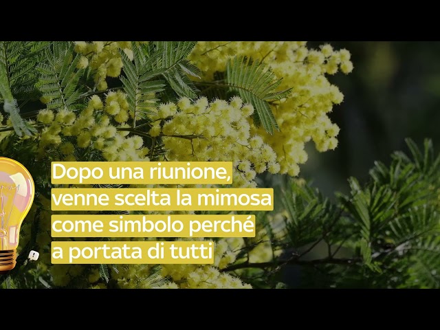 Perché per la giornata della donna si regala la mimosa?