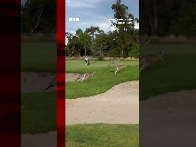 ⁣A 'stampede' of kangaroos invaded a Melbourne golf course. #Australia #Melbourne #Shorts #