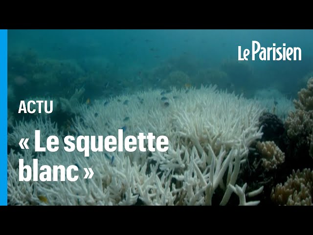 ⁣Changement climatique : la Grande Barrière de Corail subit un épisode massif de « blanchissement »