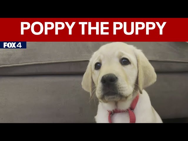 Meet Poppy, FOX 4's new service dog in training