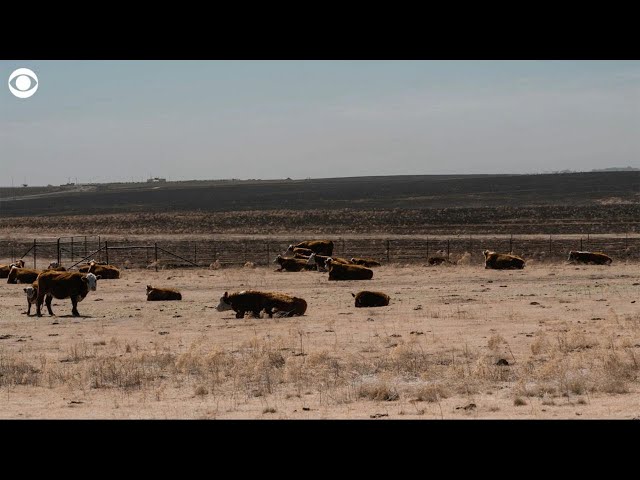 Texas farmers on thousands of cows killed in Panhandle wildfires: "You can lose it overnight&qu