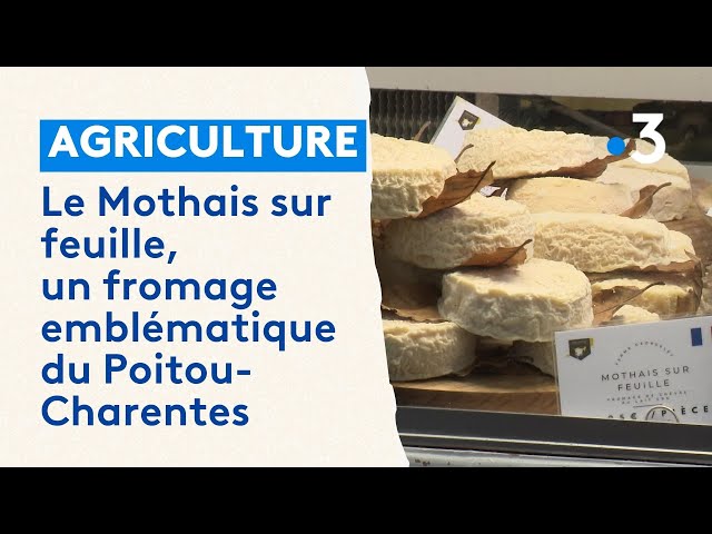 ⁣Le Mothais sur feuille, un fromage emblématique du Poitou-Charentes