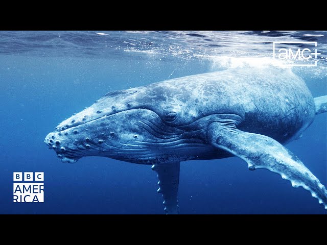 The Surprising Benefits of Whale Poo  Our Planet Earth | BBC America