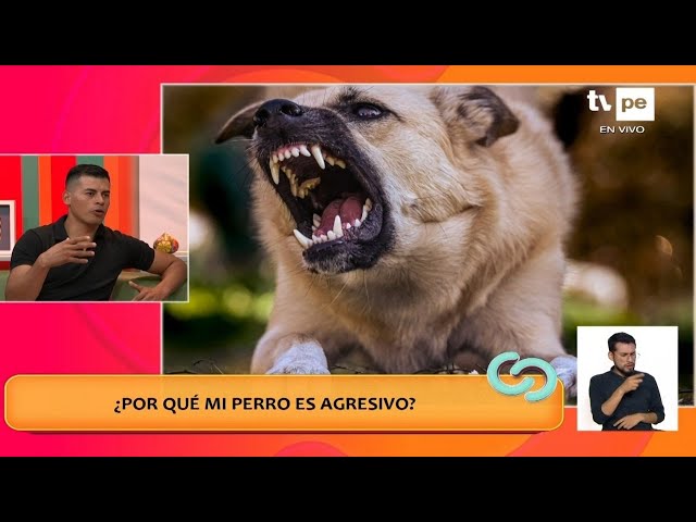 Más Conectados: ¿Por qué mi perro es agresivo? (08/03/2024)  | TVPerú