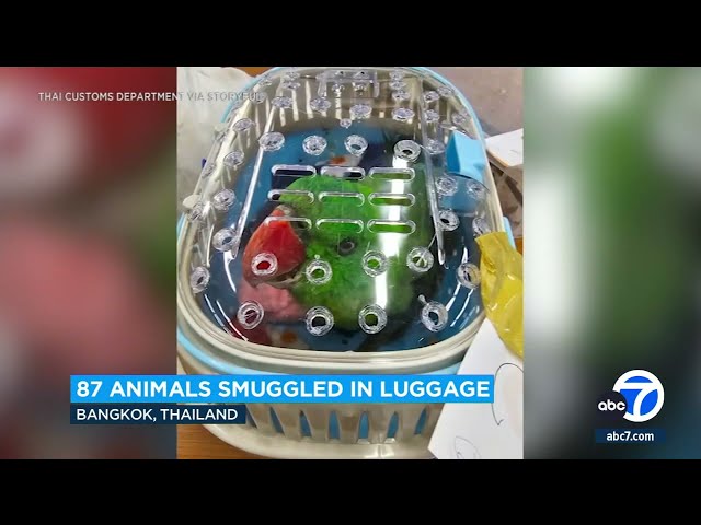⁣5 men, woman tried to smuggle 87 animals in luggage in Bangkok airport