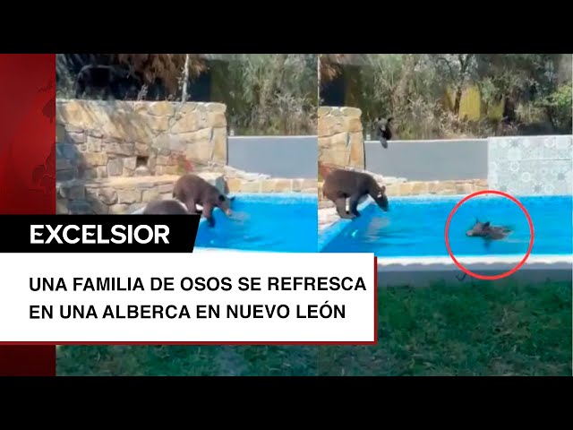 VIDEO: Una familia de osos se refresca en una alberca en Nuevo León ¡hasta se echaron un chapuzón!