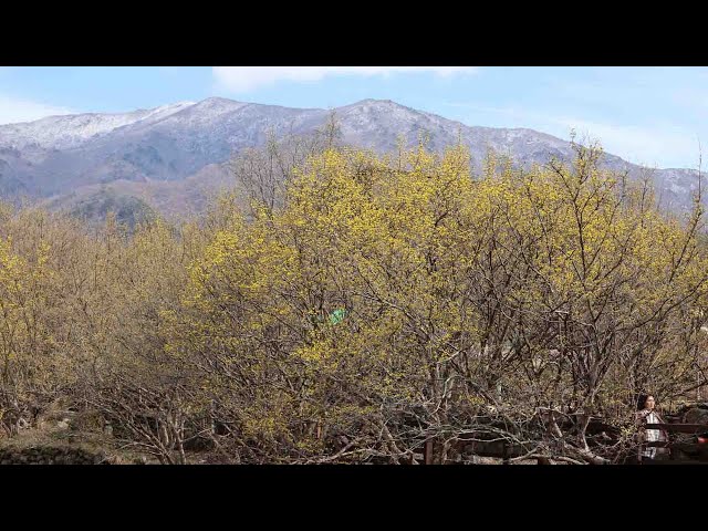 샛노란 산수유꽃으로 물든 구례…봄꽃 잔치 기지개 / 연합뉴스TV (YonhapnewsTV)