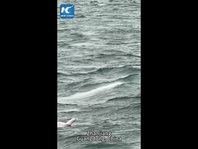 Rare Chinese white dolphins spotted in waters of southern China