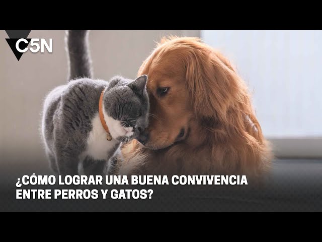 ¿Cómo lograr una BUENA CONVIVENCIA entre PERROS y GATOS?