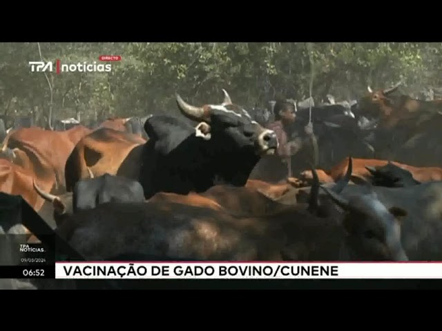 Vacinação de gado bovino / Cunene: Promovida campanha contra dermatite nodular, carbúnculo ....