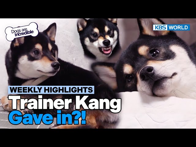 [Weekly Highlights] Get Rid of This Shiba Inu [Dogs Are Incredible] | KBS WORLD TV 240305