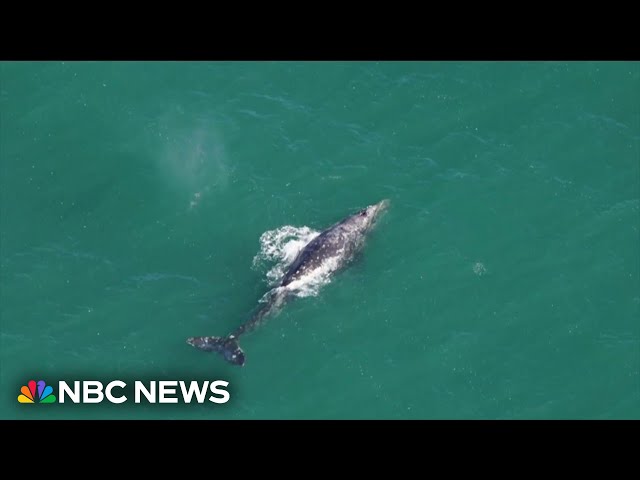 Rare gray whale spotted 200 years after extinction in Atlantic