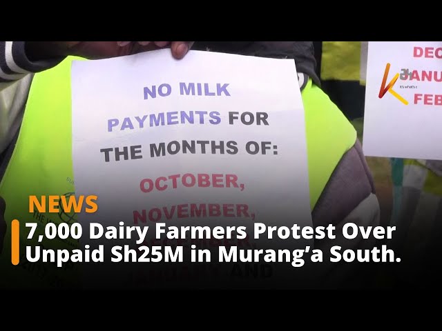 7,000 Dairy Farmers Protest Over Unpaid Sh25M Milk Deliveries in Murang’a South