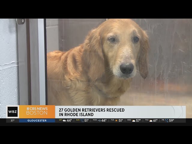 27 golden retrievers rescued from "horrendous" conditions at Rhode Island home