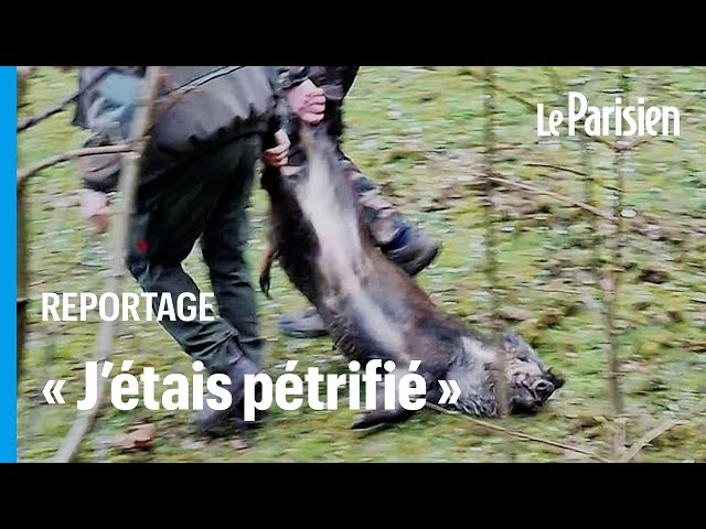 Sanglier tués devant des enfants : le village de Saint-Maximin sous le choc