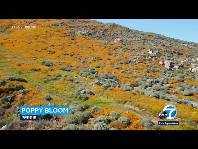 Lake Elsinore officials prepare for possible 'super bloom surge' of visitors