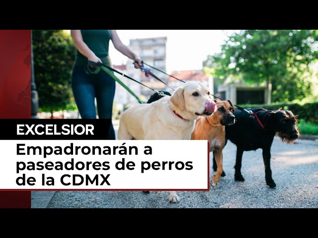 Habrá padrón de paseadores de perros en la CDMX