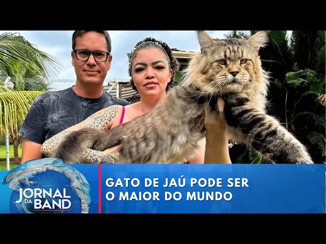 Gato de Jaú pode ir para o Livro dos Recordes como o maior do mundo