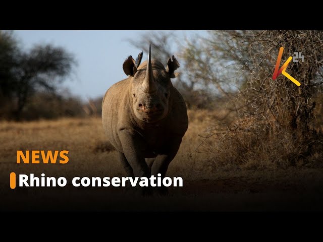 Rhino protection raised to a whole new level