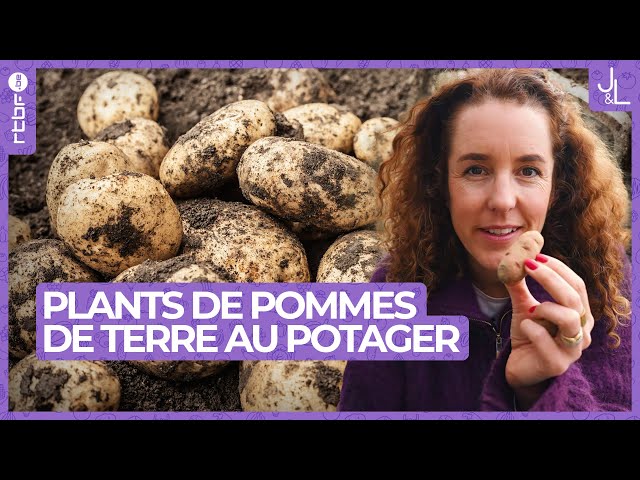 Plants de pommes de terre : mes conseils pour les faire germer avec succès | Jardins et Loisirs