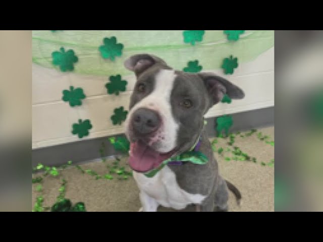 Riverdale Animal Shelter celebrates 'O-doption' day