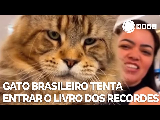 Gato brasileiro tenta entrar o livro dos recordes