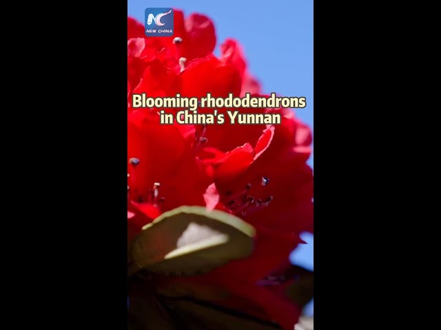 Mesmerizing view of blooming rhododendrons in China's Yunnan