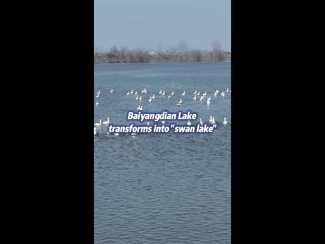 Major wetland in N China transforms into "swan lake"